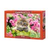 52974 box